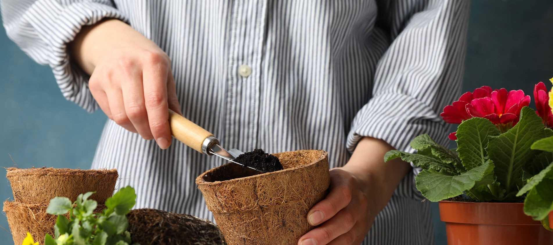 Gout para plantas con flores y frutos